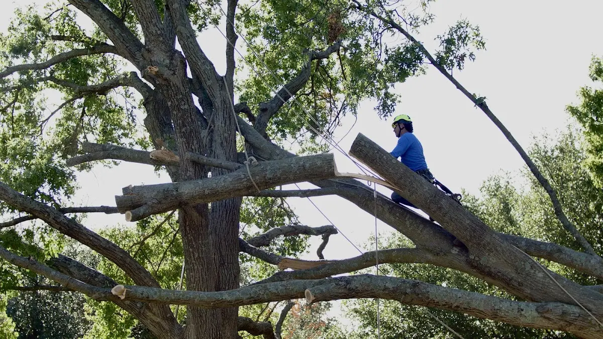 Professional Hazardous Tree Removal performed by certified arborists in Ingalls